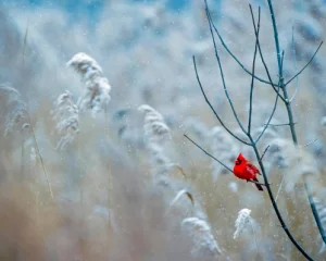 Синоптикиня сказала, якої погоди чекати у найближчі дні